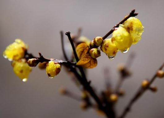 這5種樹(shù)木種植在別墅花園中別有一番風(fēng)雅！