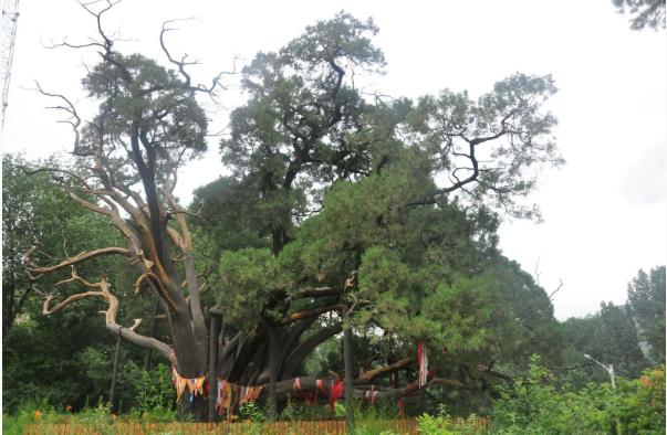 北京首座“古柏公園”計(jì)劃明年5月開園