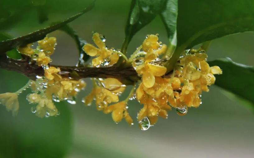 春季桂花移栽修剪有訣竅，襄陽(yáng)園林綠化公司親傳經(jīng)驗(yàn)，來(lái)年花多枝密長(zhǎng)勢(shì)好