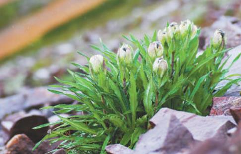 冰天雪地，為何也有植物開花？